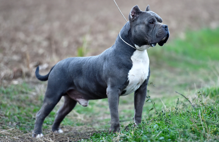 Pocket Bully Breeders NJ Find Healthy Puppies in New Jersey