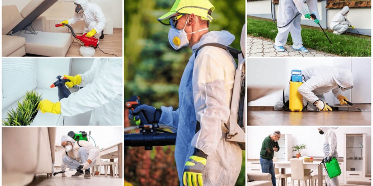 Are You Still Struggling With Pests? Try Riyadh Experts!