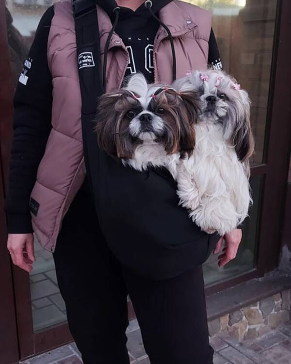 Why Every Pet Owner Needs a Travel Suitcase for Dogs