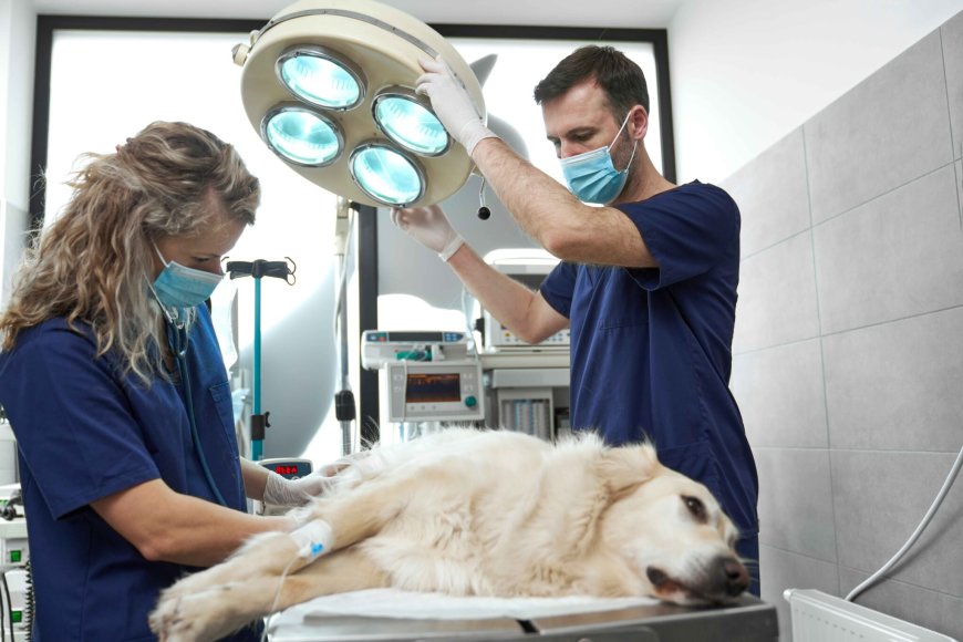 As pet parents, the thought of our furry companions facing a medical emergency, especially something as serious as cancer, is deeply unsettling.