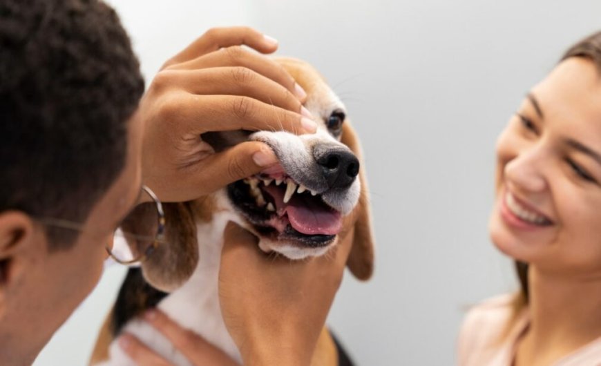 The right veterinarian will not only treat your pet but also educate you about nutrition, exercise, vaccinations, and overall health. A great animal healthcare center becomes a lifelong partner in your pet’s wellness journey.
