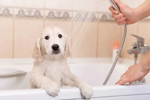 How Mobile Pet Grooming Works for Busy Owners