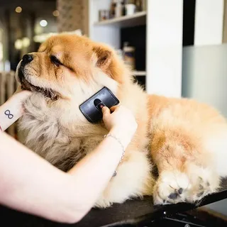 Safe Dog Ear Cleaning Services at Home | Boops N Bubbles