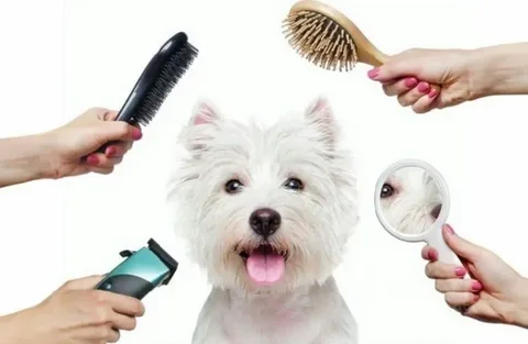 Starting Your Own Dog Grooming Brand | Kontota Franchising